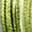 Olive Moss Green