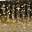 Gold & Black Shad