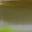 Ayu